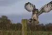 90-Minute Owl Experience for One or Two at Shropshire Falconry - Image 3