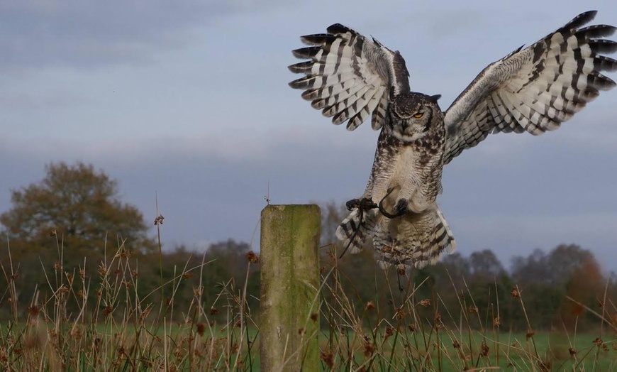 Image 3: 90-Minute Owl Experience for One