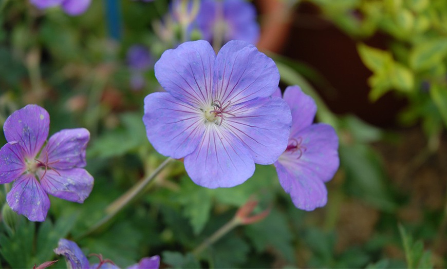 Image 4: One or Two Geranium Hardy Rozanne Plants