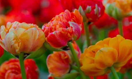 Thompson & Morgan Spring Flowering Tulip Doubles Collection - 30 Bulbs - Peony-like Blooms - Late Flowering Varieties - Image 4