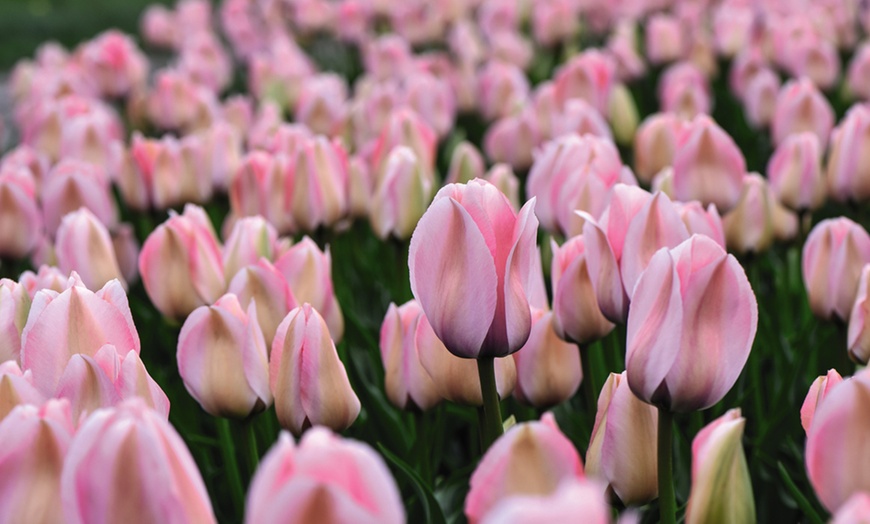 Image 2: Tulip Bella Blush - 16 or 32 Bulbs