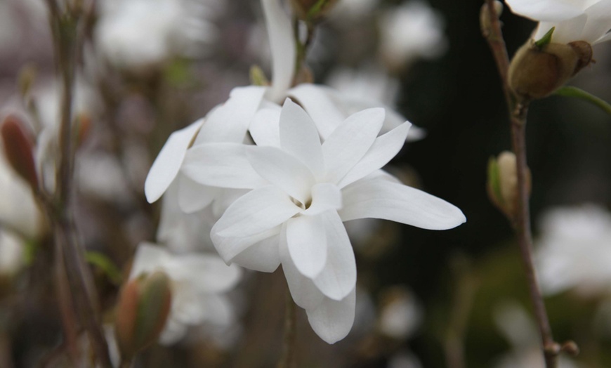 Image 3: Magnolia Trio Collection - 1 or 3 Potted Plants