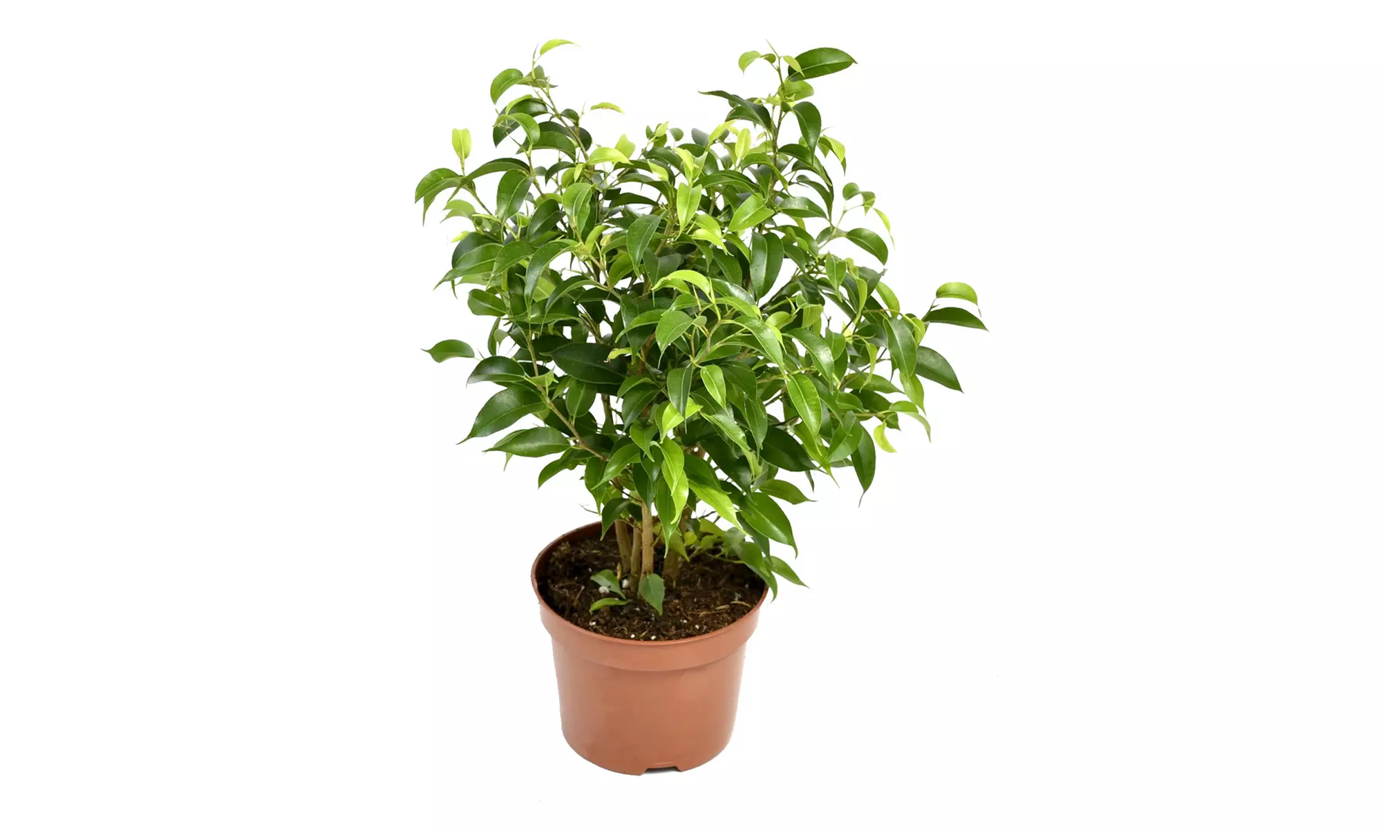 4  plantas de interior