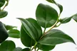 1 o 2 plantas de Camellia Japonica para exteriores - Second Medium