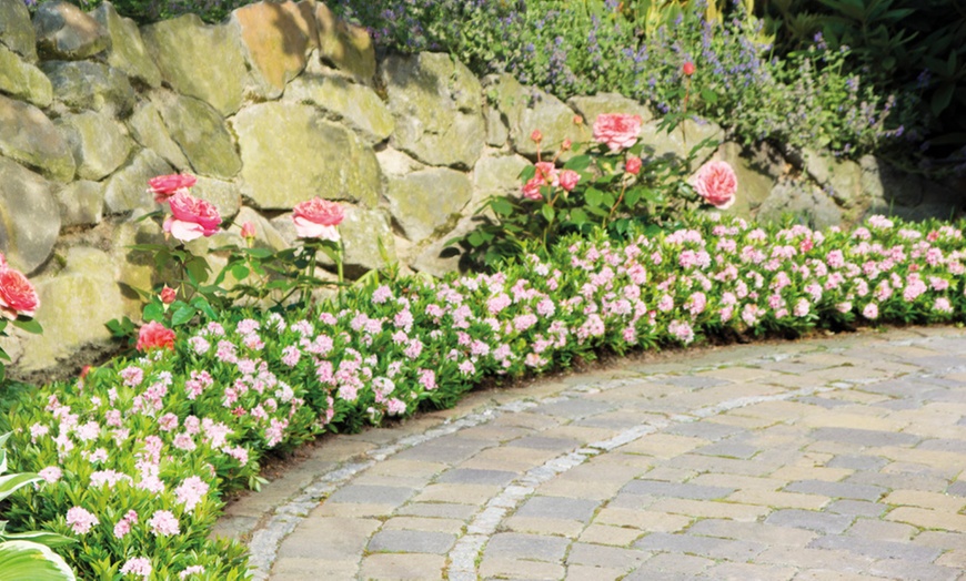 Image 4: Rhododendron Bloombux Nugget