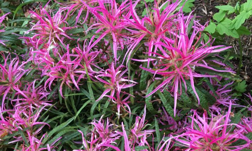 Image 1: Azalea Fuji Plant