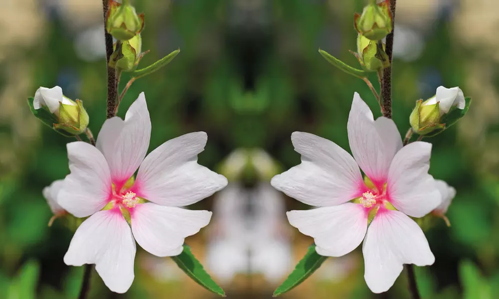 Lavatera Barnsley Baby Hardy Shrub Plants -1, 2 or 3 Potted Plants