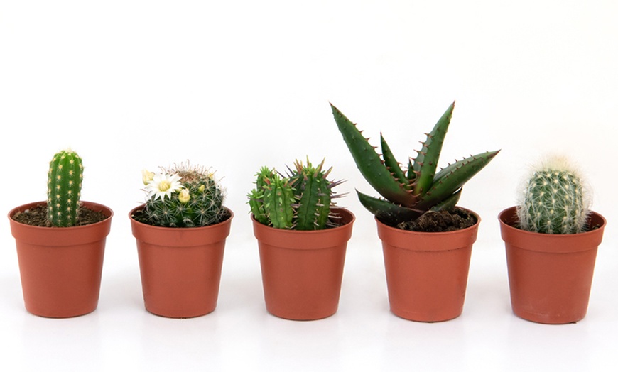 Image 5: Mini Cactus Collection