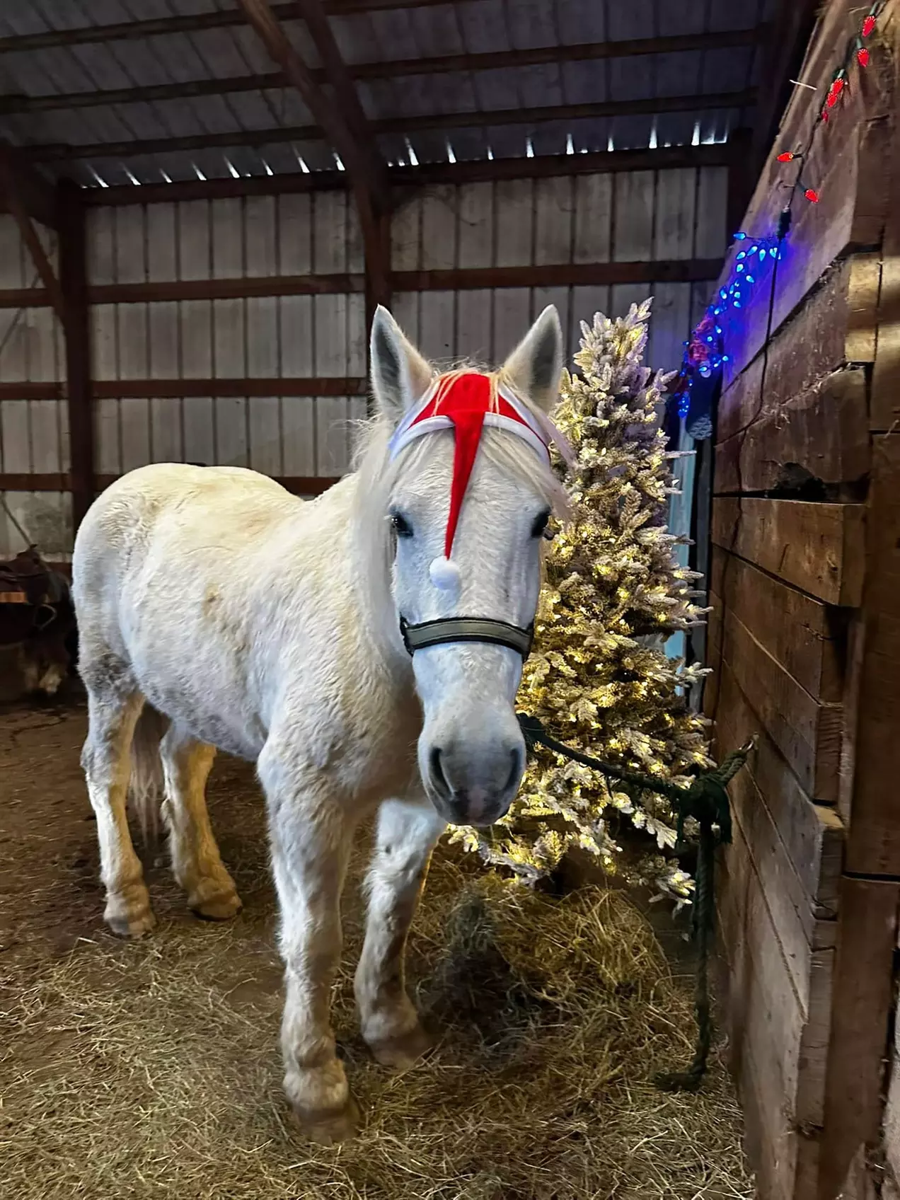 Snowy Horseback Trail Ride Through Hudson Valley (45 Minutes)