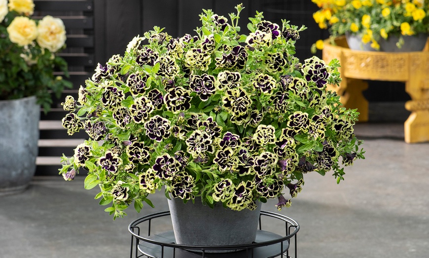 Image 2: Petunia Mystical Midnight Gold - 5 or 10 Plants