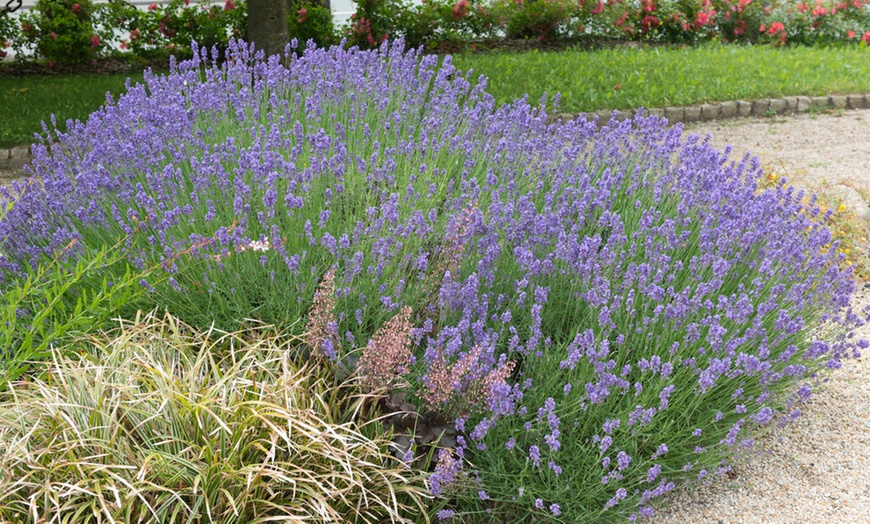 Image 2: 3er oder 6er set XL Lavendel Pflanzen