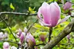 Magnolia Trio Collection - 1 or 3 Potted Plants - Image 7
