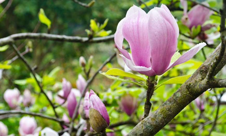 Image 7: Magnolia Trio Collection - 1 or 3 Potted Plants