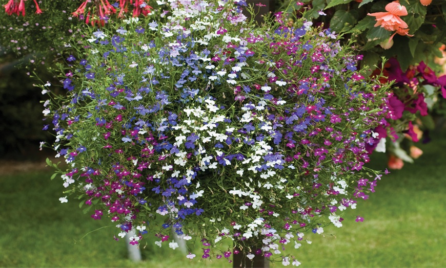 Image 3: Lobelia Monsoon and Cascade