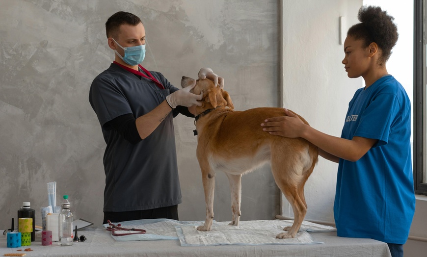 Image 1: Servicio de veterinario a domicilio con revisión, pruebas y vacunas