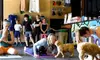 Find Relaxation with One, Three or, Seven Puppy Yoga Classes - 60 Min - Up to 50% Off
