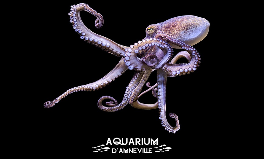 Image 5: Billet adulte ou enfant pour l'Aquarium d'Amnéville