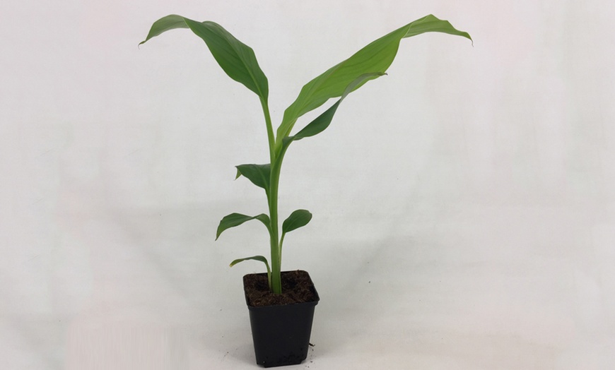 Image 7: One or Two Japanese Banana Potted Plants