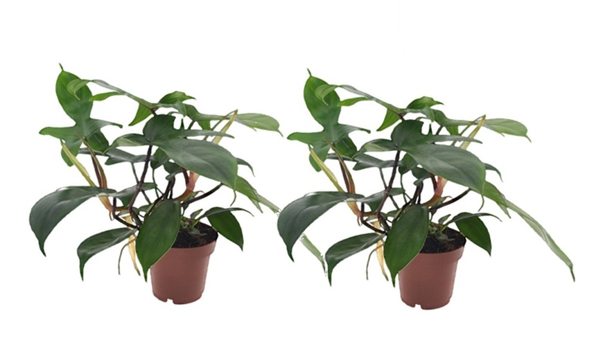 Image 3: 1x oder 2x Baumfreund (Philodendron) 'Florida Green'