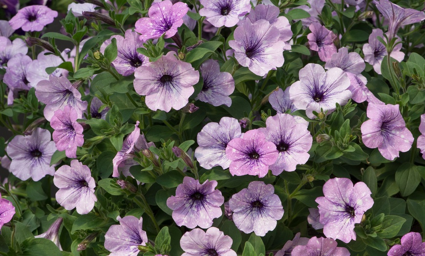 Image 4: Petunia Hanging Basket