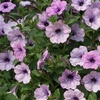 Image 4: Petunia Hanging Basket