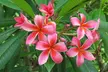 1 ou 2 pots de frangipanier "Plumeria"  hawaiien - Second Medium