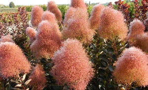 Up to Three Potted Smoke Bush Cotinus Magical Torch Plants