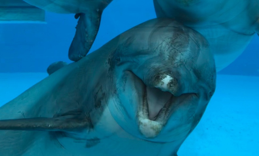 Image 5: Ontdek de dieren van de zee en neem zelf een duik in het Dolfinarium