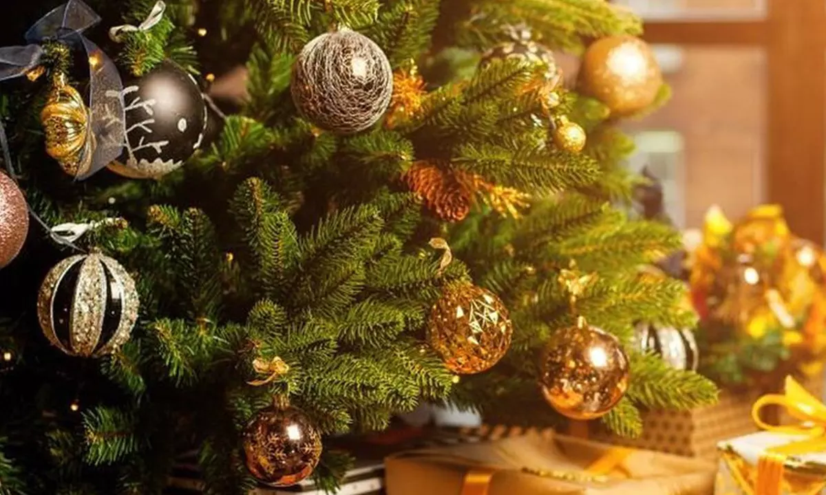 Frisch geschnittene Nordmann-Tanne als Weihnachtsbaum