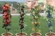 Juego de 4 u 8 árboles de frutas (envío gratuito) - Second Medium