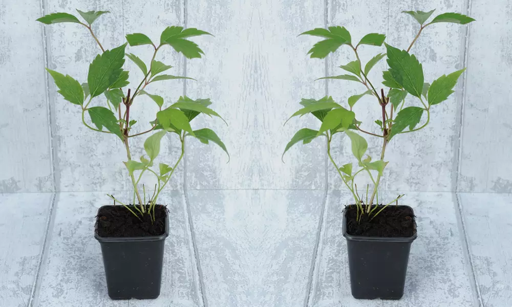 Clematis Montana 'Mayleen' - 1, 2 or 3 Potted Plants