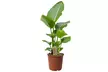 1 ou 2 plants de Strelitzia Nicolai 55-70 cm ou 100-120 cm, livrés en pot - Image 2