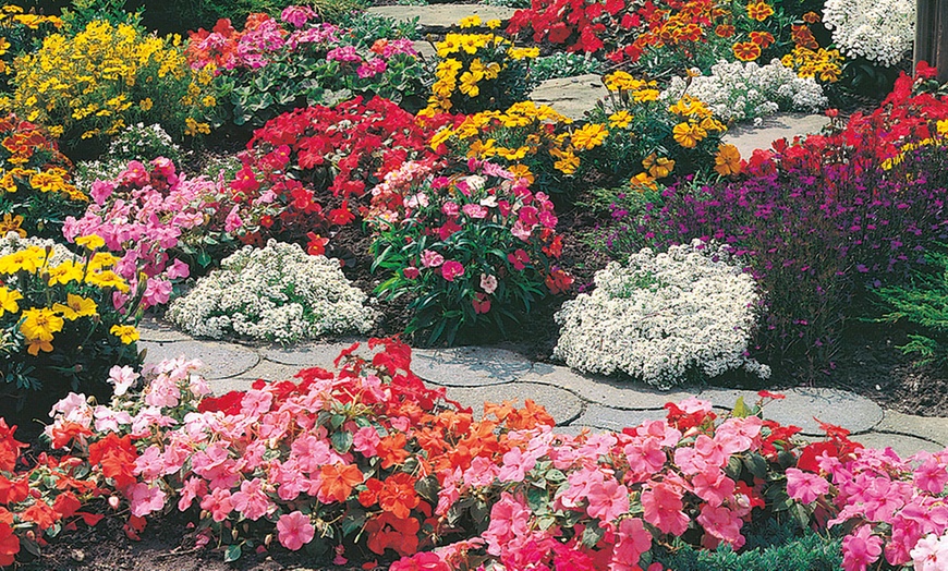 Image 2: 270 Bedding Plants