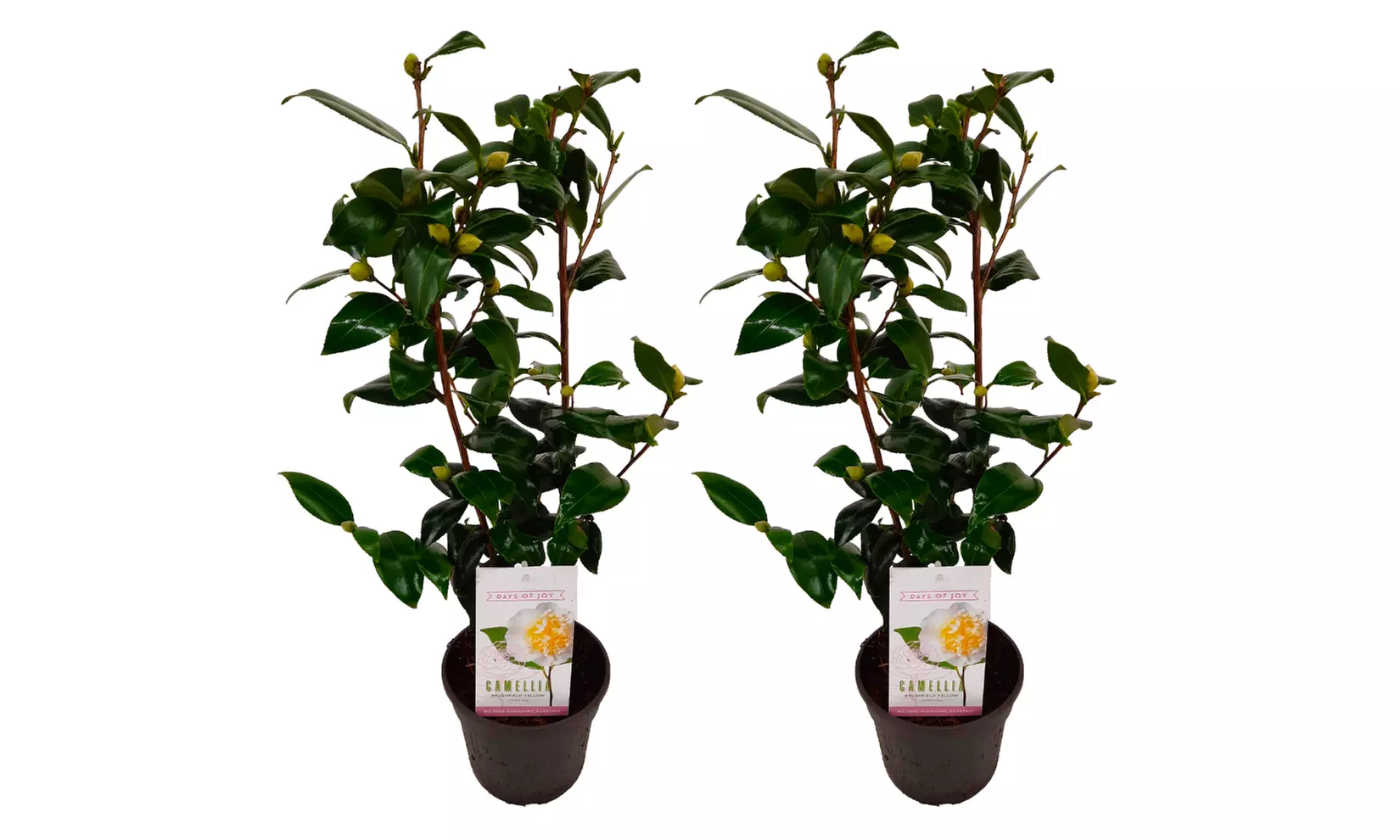 1x oder 2x japanische Rose (Camellia Japonica) - Second Medium