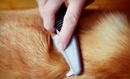 Grooming for a Small, Medium, or Large Dog at Fur Kids Daycare (Up to 52% Off) - Primary Image