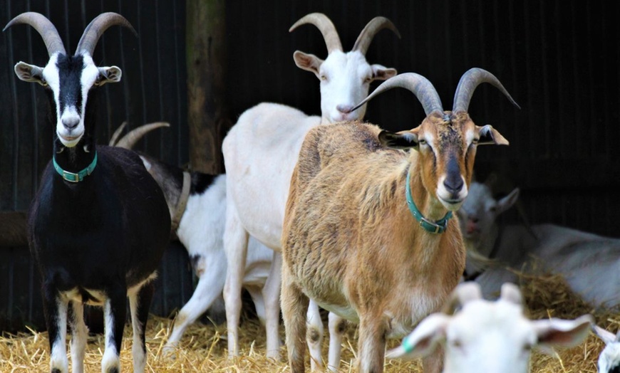 Cream Tea and Sandwich at Ferne Animal Sanctuary - Nina's Café at Ferne ...