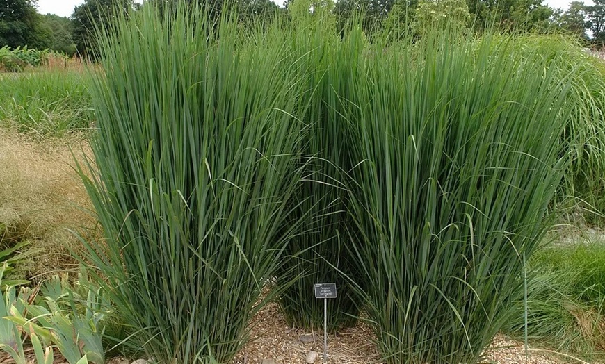 Image 2: XL Panicum Northwind Grass Plant