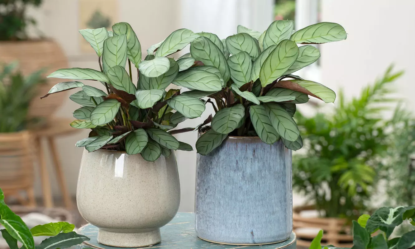 Set de 2 plantas Ctenanthe, Amagris o Burle-Marxii - Primary Image