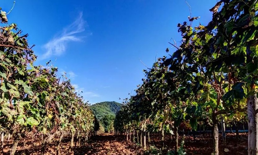 Image 2: Cata de vinos y paseo por el viñedo de Can Roda Bodega