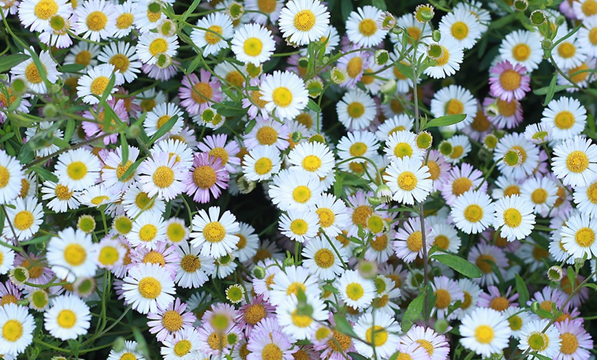 Image 5: Erigeron karvinskianus 'Profusion' Mexican Fleabane