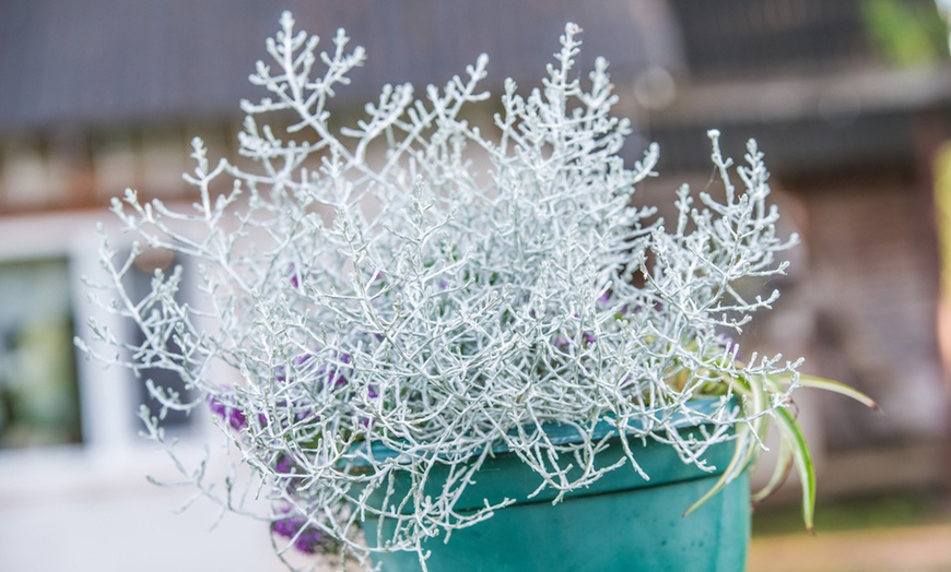 Image 2: Set of Six Silver Shrub Plants