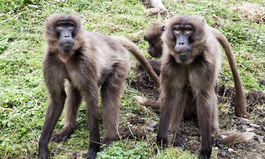 Image 3: Zoo Entry: Child £7.95, Adult £11.45 at Dudley Zoo and Castle