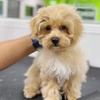 Image 7: Pawfect Makeover: Basic & Full Pet Grooming for Cats and Dogs
