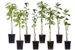 Four or Eight Pot-Grown Pillar Fruit Trees - Image 6