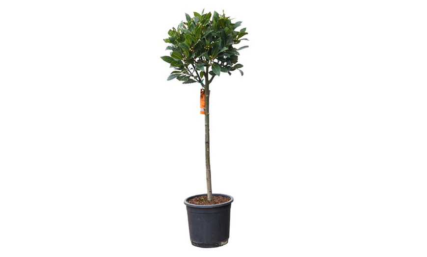 Image 5: Bay Tree Standard