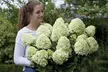 Hydrangea Paniculata 'Little Spooky' 9cm Pot - 1 or 2 Plants - Image 4