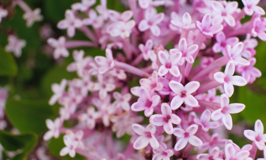 Image 2: Three Syringa Bloomerang Plants