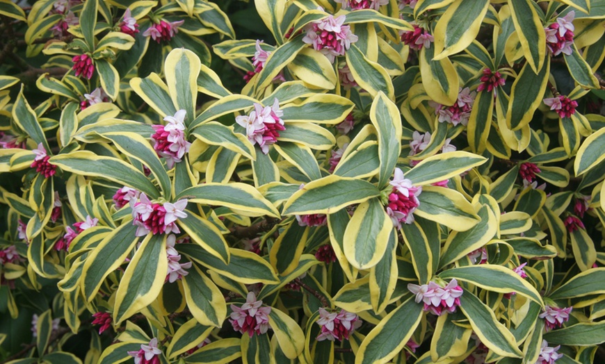 Image 2: Daphne Plants