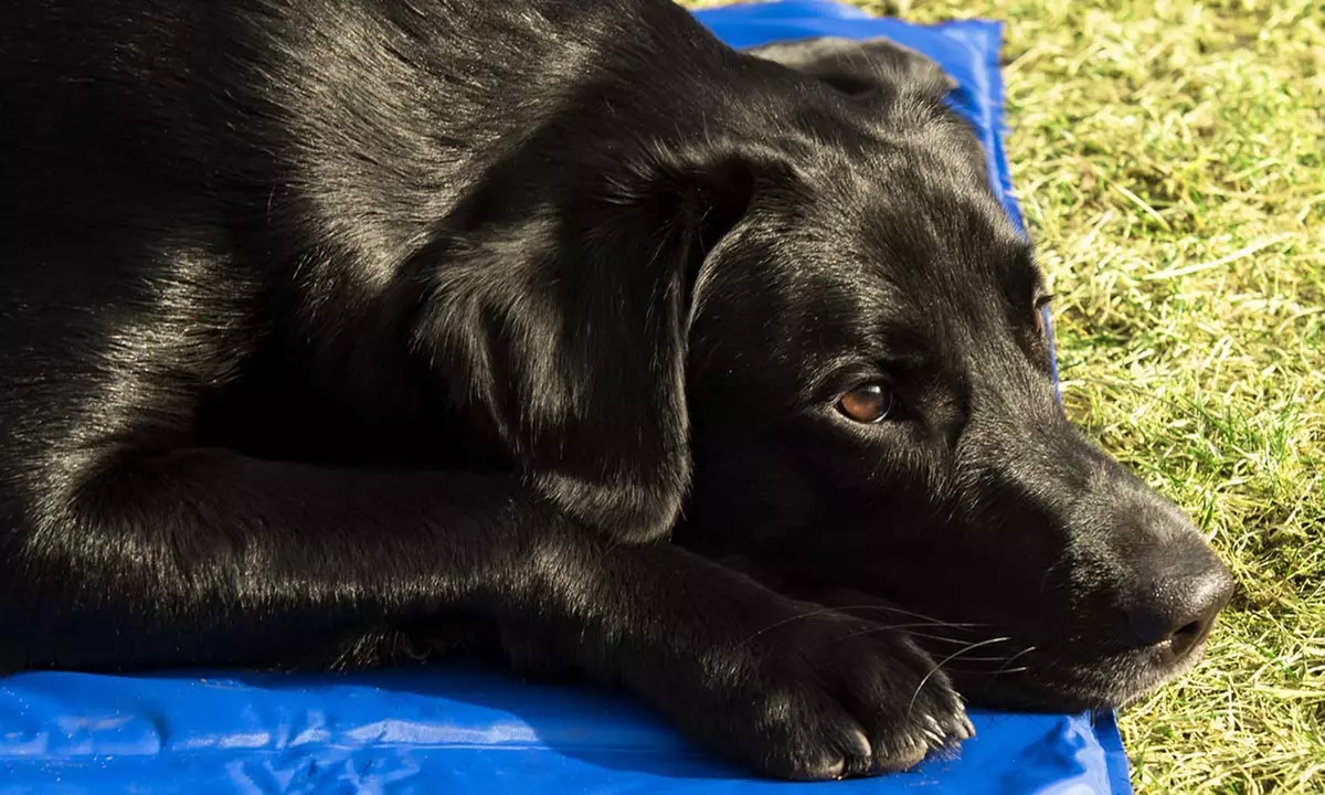 Tapis rafraîchissant pour chiens et chats, taille au choix - Second Medium