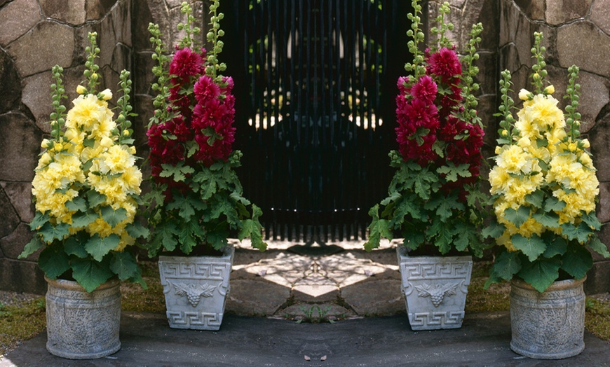 Image 3: Hollyhock Spring Celebrities Collection – 3, 6 or 9 Potted Plants